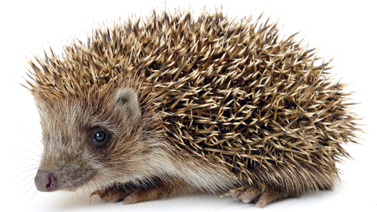 Igel